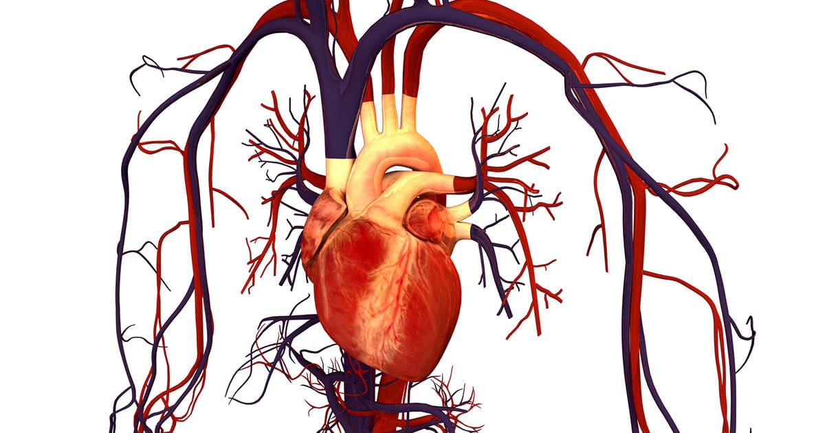 Human heart and circulatory system