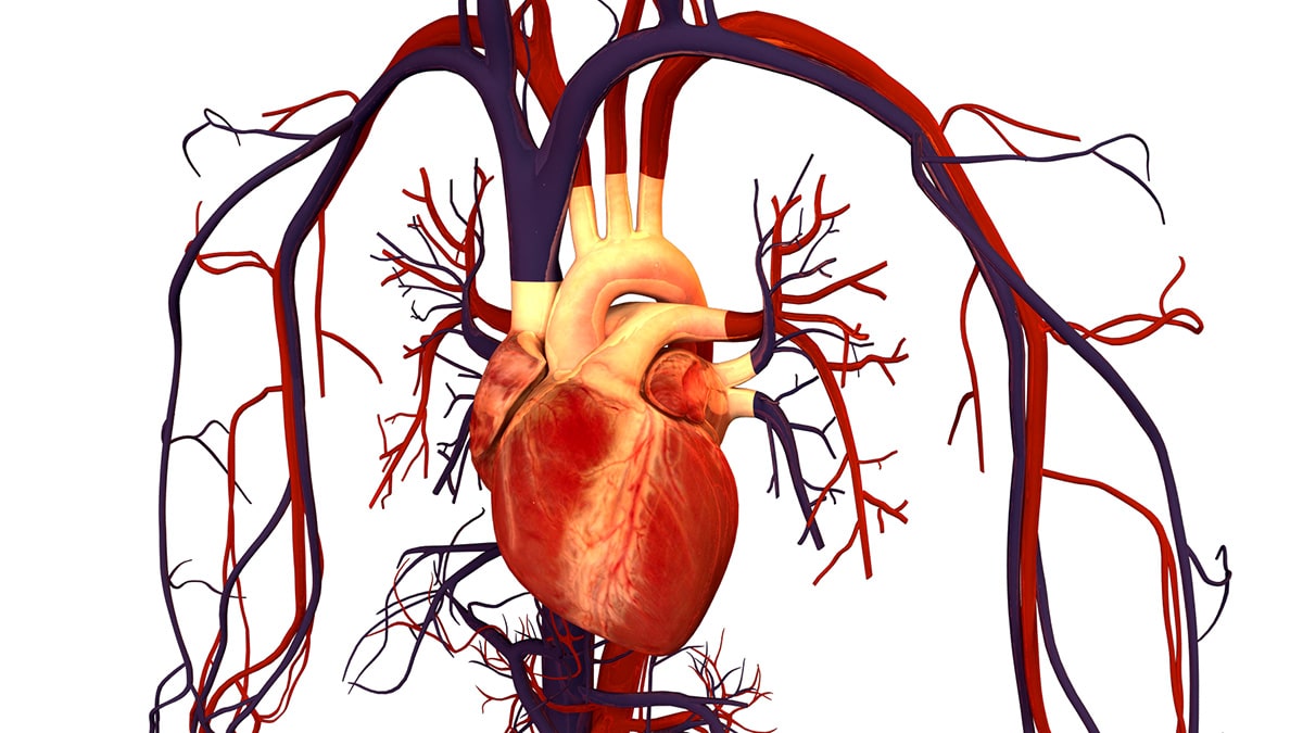 Human heart and the circulatory system