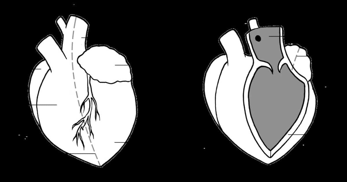 Heart dissection