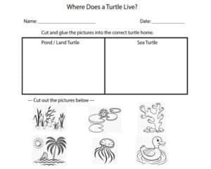Turtle habitat sorting printable kindergarten worksheet